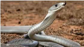 Most Poisonous Snakes : विषारी साप कसा ओळखायचा ?