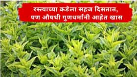रानटी वनस्पती समजून दुर्लक्ष करू नका! रस्त्याच्या कडेला दिसणाऱ्या या 8 औषधी वनस्पतींचा आयुर्वेदात केला जातो वापर, नाव काय? वापर कसा करावा?