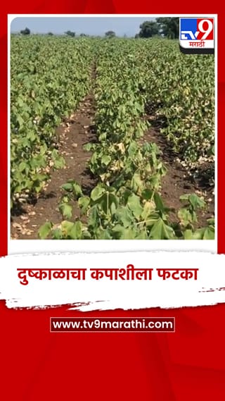 वर्धा जिल्ह्यात दुष्काळी परिस्थितीचा कपाशीला फटका