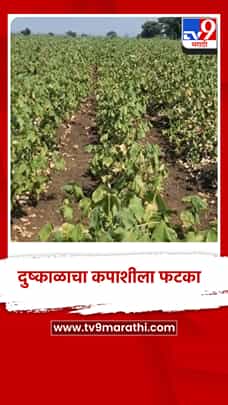 वर्धा जिल्ह्यात दुष्काळी परिस्थितीचा कपाशीला फटका-1773209