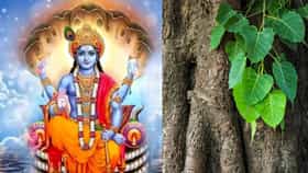 Indira Ekadashi 2026 : वर्षानुवर्षांचा पितृदोष होईल दूर, इंदिरा एकादशीला पिंपळाचा ‘हा’ उपाय करा!