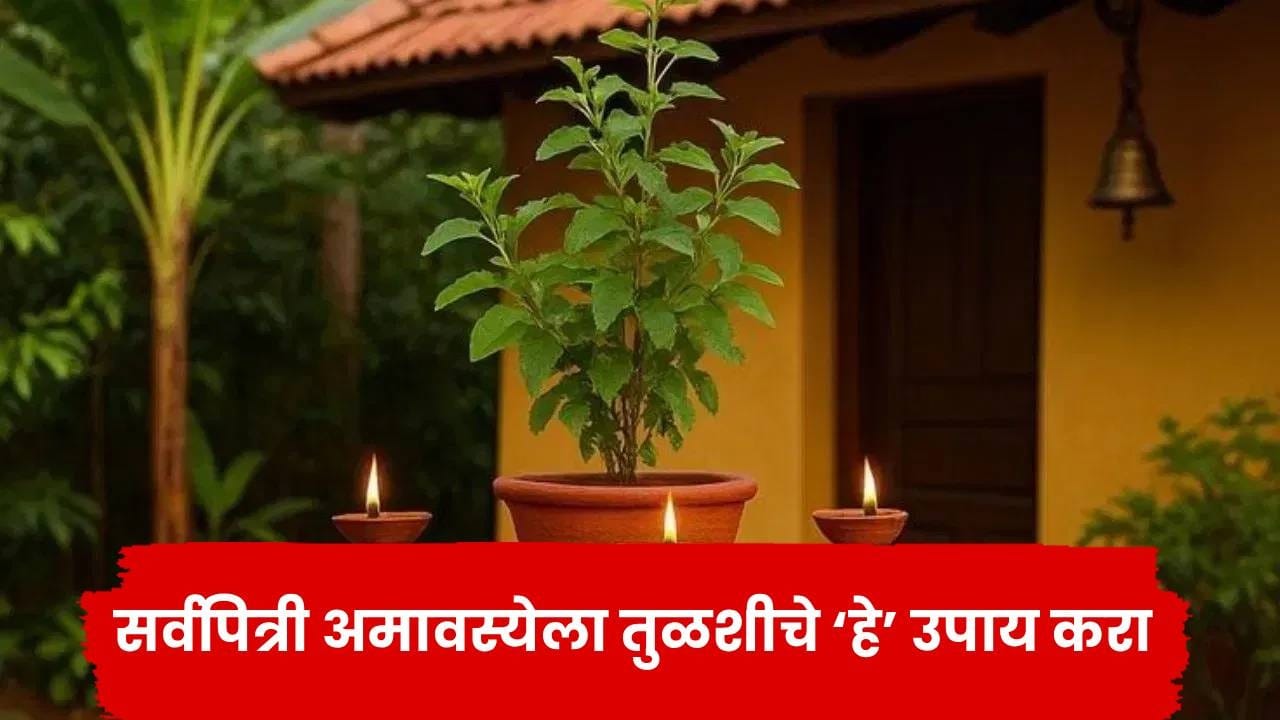 सर्वपित्री अमावस्येला करा तुळशीचे हे उपाय, मिळेल पितरांचे आशीर्वाद आणि भगवान विष्णूंची कृपा सर्वपित्री अमावस्येला करा तुळशीचे हे उपाय, मिळेल पितरांचे आशीर्वाद आणि भगवान विष्णूंची कृपा