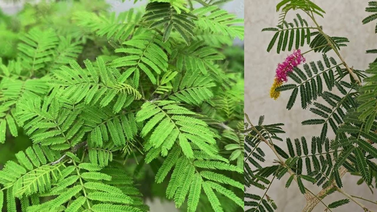 Dasara 2026: दसऱ्याला केली जाते शमीच्या झाडाची पूजा, आरोग्य आणि सौंदर्यासाठी कसे ठरते फायदेशीर? Dasara 2026: दसऱ्याला केली जाते शमीच्या झाडाची पूजा, आरोग्य आणि सौंदर्यासाठी कसे ठरते फायदेशीर?