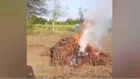 Amravati : अमरावतीत दुष्काळाचा कहर; 1285 गावांची पैसेवारी 50 पैशांखाली; शेतकऱ्याने उभं सोयाबीनच जाळलं