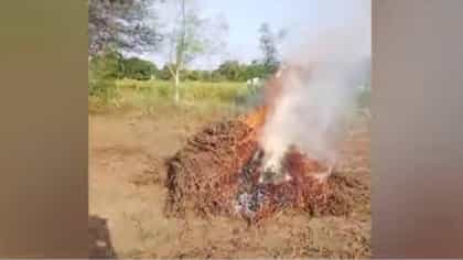 1285 गावांची पैसेवारी 50 पैशांखाली; शेतकऱ्याने उभं सोयाबीनच जाळलं.