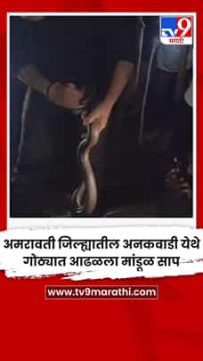 अमरावती जिल्ह्यातील अनकवाडी येथे गोठ्यात आढळला मांडूळ साप-1771807