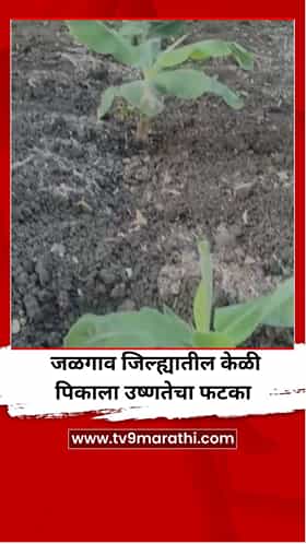 जळगाव जिल्ह्यातील केळी पिकाला उष्णतेचा फटका