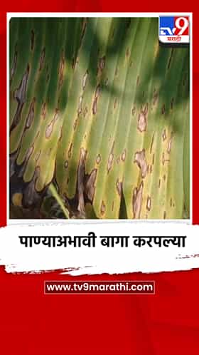 चाळीसगावात दुष्काळाचा केळी उत्पादकांना फटका; पाण्याअभावी बागा करपू लागल्या