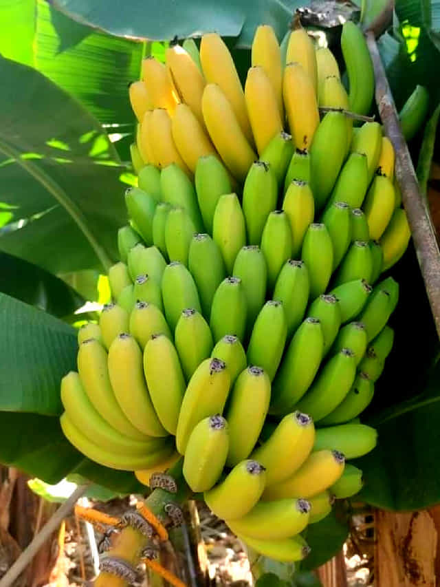 कच्ची केळी खाल्ल्याने आरोग्याला फायदा होतो का?