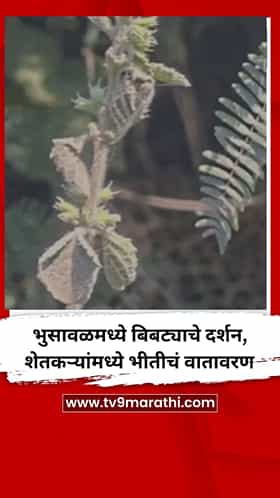 भुसावळमध्ये बिबट्याचे दर्शन, शेतकऱ्यांमध्ये भीतीचं वातावरण