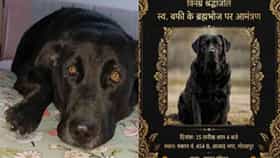 पाळीव कुत्र्यासाठी इतकं कोण करतं, तेराव घातलं, श्रद्धांजलीचे कार्ड, ब्राह्मणभोजन अजून काय, काय..