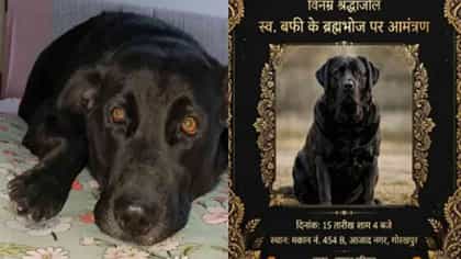 पाळीव कुत्र्यासाठी इतकं कोण करतं, तेराव घातलं, श्रद्धांजलीचे कार्ड, ब्राह्मणभोजन अजून काय, काय..