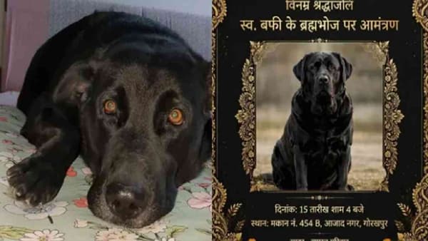 पाळीव कुत्र्यासाठी इतकं कोण करतं, तेराव घातलं, श्रद्धांजलीचे कार्ड, ब्राह्मणभोजन अजून काय, काय..