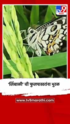 कृष्णाकाठच्या इंद्रायणीच्या भाताच्या दरवळणाऱ्या सुवासाची ‘लिंबाळी’ फुलपाखरांना भुरळ-1791307