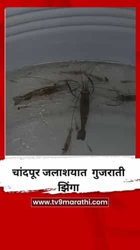 चांदपूर जलाशयात पोहोचला 1800 किलोमीटर दुरून गुजराती झिंगा