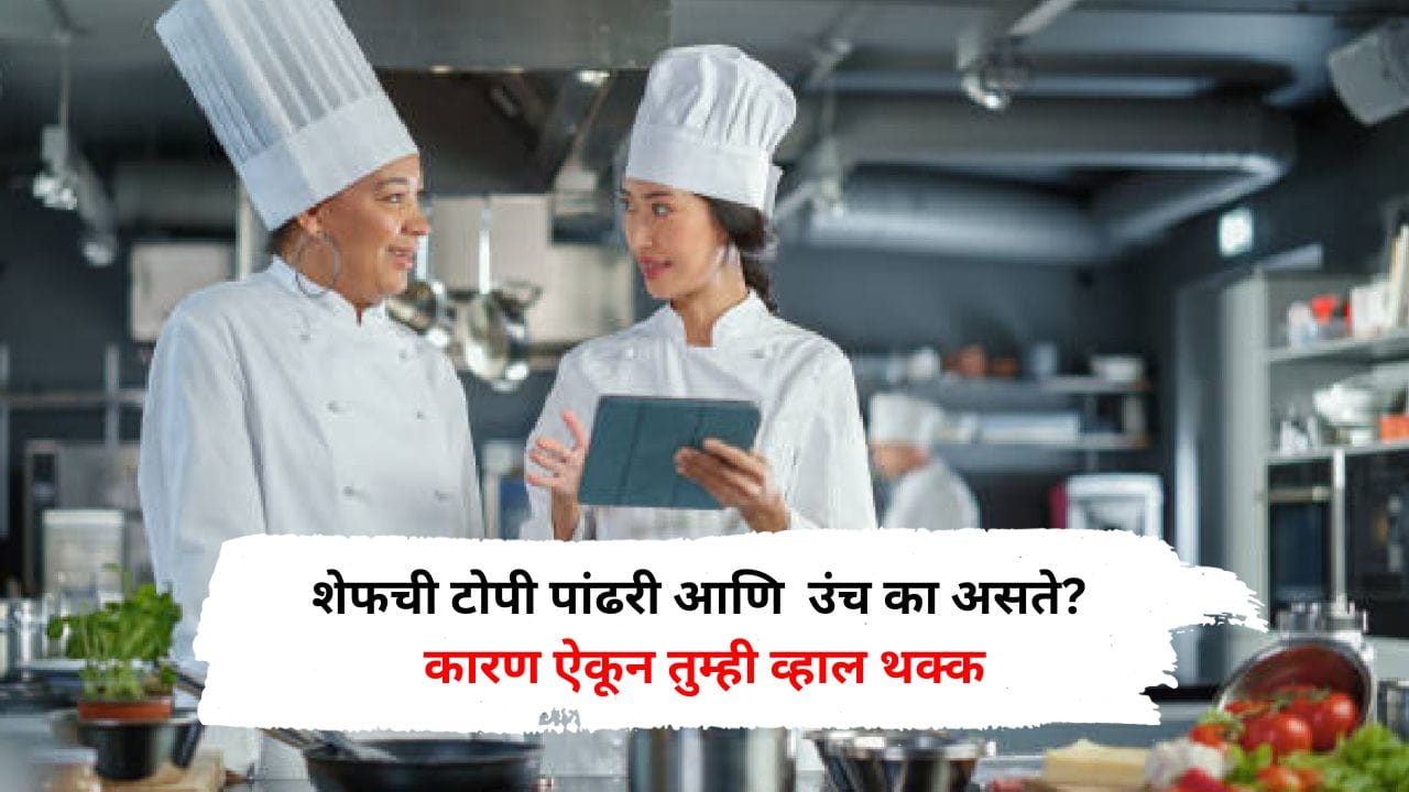 शेफची टोपी पांढरी आणि उंच का असते? कारण ऐकून तुम्ही व्हाल थक्क शेफची टोपी पांढरी आणि उंच का असते? कारण ऐकून तुम्ही व्हाल थक्क