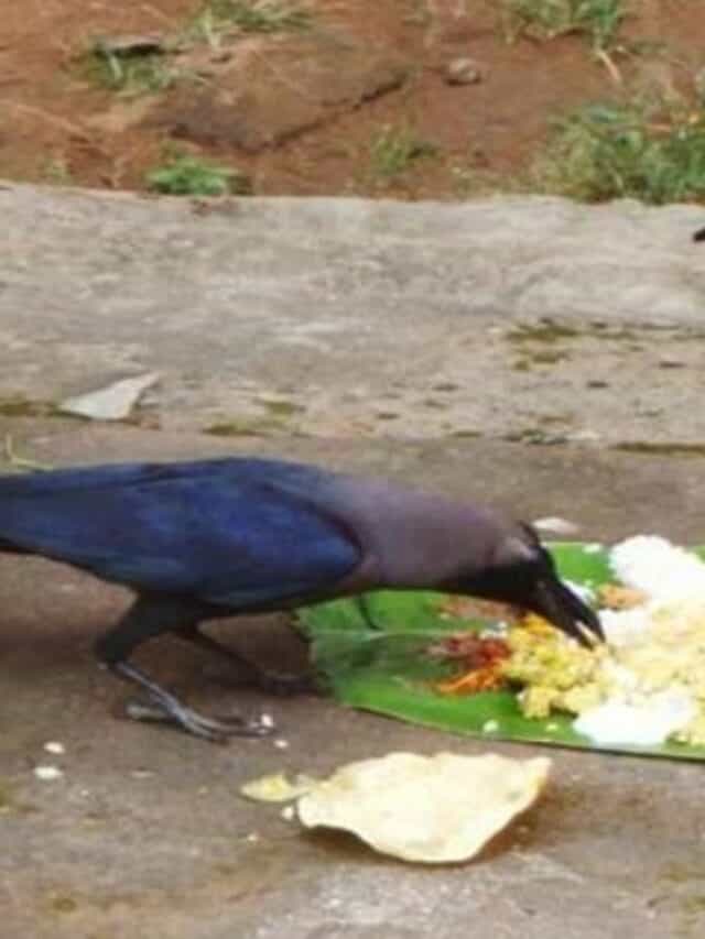 पिंडाला कावळा शिवला नाही तर काय होतं? यामागचं कारण ऐकून थक्क व्हाल!