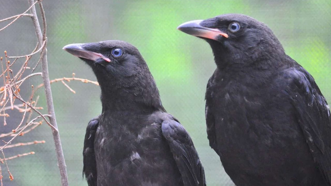 नर कावळ्याचा आकार मोठा आणि भरदार असून त्याची मान व चोच मादीपेक्षा जास्त जाड आणि मजबूत असते, तर मादी कावळ्याचे शरीर नराच्या तुलनेत नाजूक आणि बारीक असते.