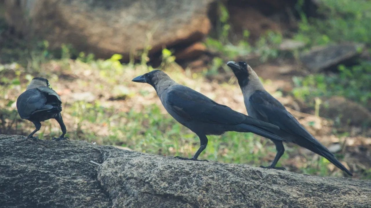 नर कावळ्याची शेपटी पूर्णपणे सरळ किंवा अधिक उतरती असते, तर मादीची शेपटी तुलनेने कमी उतरती असते.
