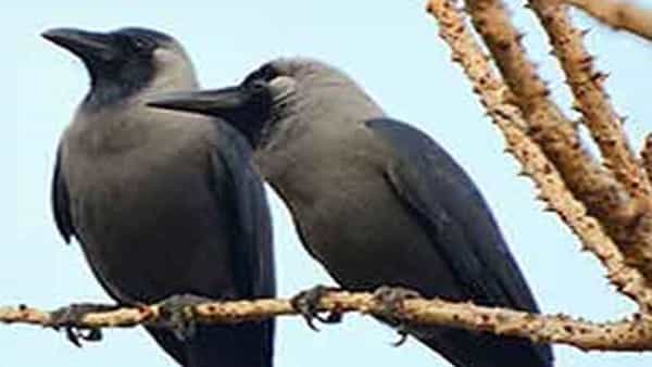 कावळ्याचा नर-मादी रंगरूपाने ओळखता येत नाही.