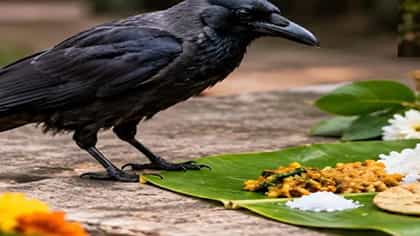 श्राद्धाच्या वेळी कामळा दिसला नाही तर..., कोणाला खाऊ खालावं?