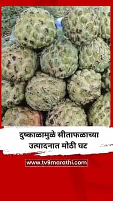 दुष्काळामुळे सीताफळाच्या उत्पादनात मोठी घट-1785938