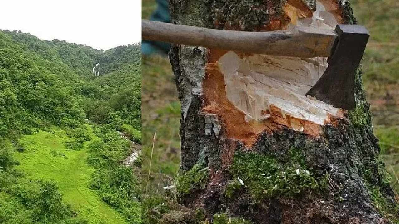 एकीकडे भीमशंकरच्या वृक्षतोडीला विरोध, दुसरीकडे सरकारने तो निर्णय घेऊन टाकला...सगळेच चकित! एकीकडे भीमशंकरच्या वृक्षतोडीला विरोध, दुसरीकडे सरकारने तो निर्णय घेऊन टाकला...सगळेच चकित!