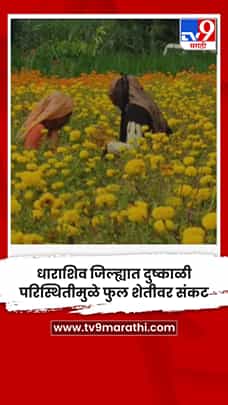 धाराशिव जिल्ह्यात दुष्काळी परिस्थितीमुळे फुल शेतीवर संकट-1778856
