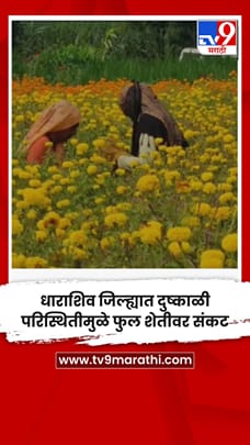 धाराशिव जिल्ह्यात दुष्काळी परिस्थितीमुळे फुल शेतीवर संकट