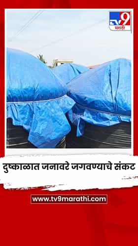 दुष्काळात जनावरे जगवण्याचे संकट