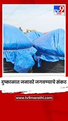 दुष्काळात जनावरे जगवण्याचे संकट-1792261