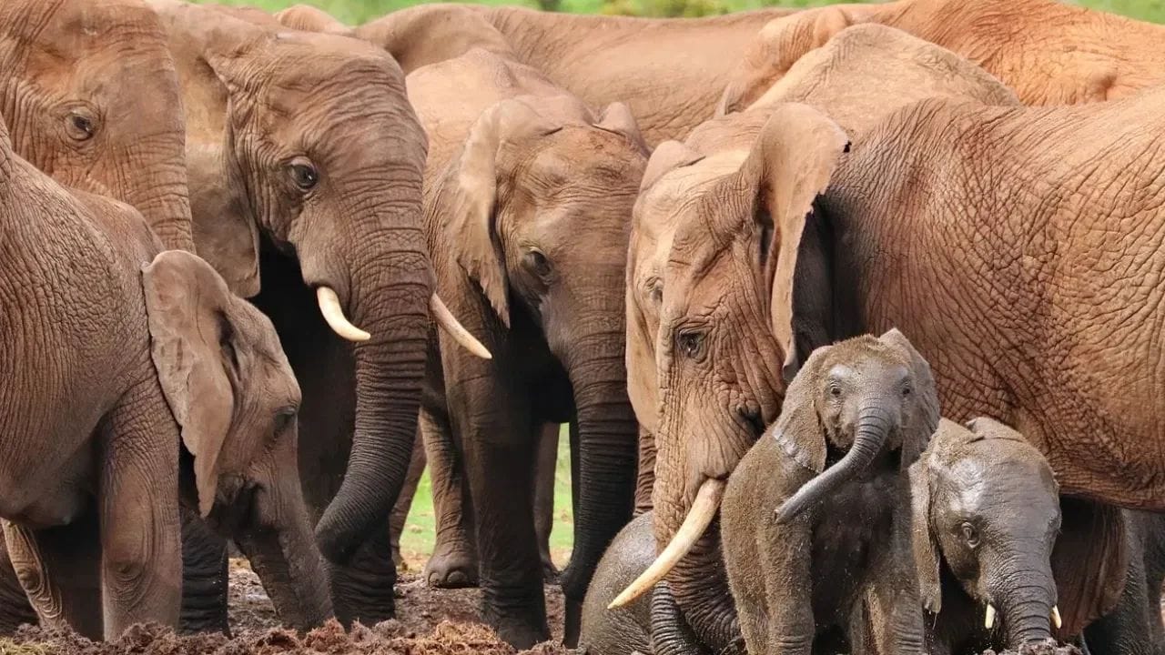 अनेकांच्या मनात एक प्रश्न नेहमीच असतो की, हत्ती इतका मोठा असतो मग त्याचे वजन तराजूतन नक्की कसे केले जाते? कारण त्याला जगातील कोणत्याही तराजूमध्ये मोजले जाऊ शकत नाही.