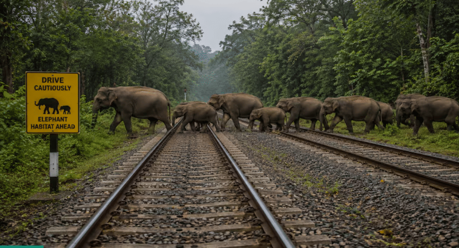 रेल्वे रुळांजवळ हत्तींची हालचाल आढळल्यास ही प्रणाली तात्काळ अलर्ट देऊ शकते, ज्यामुळे रेल्वे कर्मचाऱ्यांना वेळेवर कारवाई करता येते आणि आवश्यकतेनुसार रेल्वेगाड्यांची वाहतूक नियंत्रित करता येते.