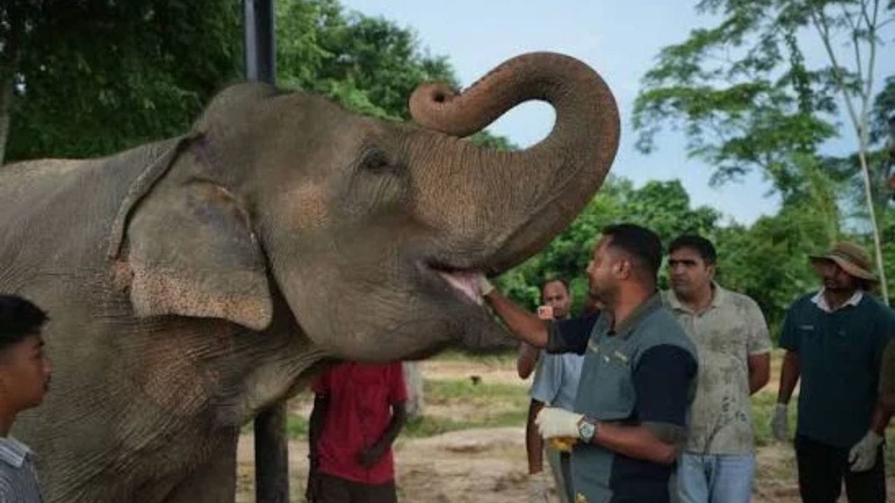हत्ती हा पृथ्वीवरचा सर्वात मोठा स्थलीय प्रजातींपैकी एक आहे. मानवाच्या इतिहासात नेहमीच हत्तीची विशेष चर्चा होते. पूर्वीच्या काळात लोक हत्तीवर बसून प्रवास करत.