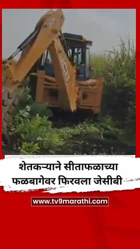 शेतकऱ्याने सीताफळाच्या फळबागेवर फिरवला जेसीबी