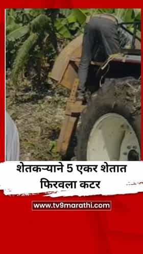 दुष्काळामुळे केळीला भाव नाही, शेतकऱ्याने 5 एकर शेतात फिरवला कटर