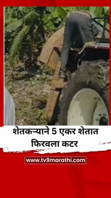 दुष्काळामुळे केळीला भाव नाही, शेतकऱ्याने 5 एकर शेतात फिरवला कटर-1770721