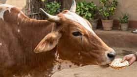 गाईला पहिली भाकरी खाऊ घालण्याचे नेमके महत्त्व, सुख-समृद्धी... काय सांगते ज्योतिषशास्त्र?