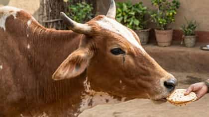 गाईला पहिली भाकरी खाऊ घालण्याचे नेमके महत्त्व, काय सांगते ज्योतिषशास्त.