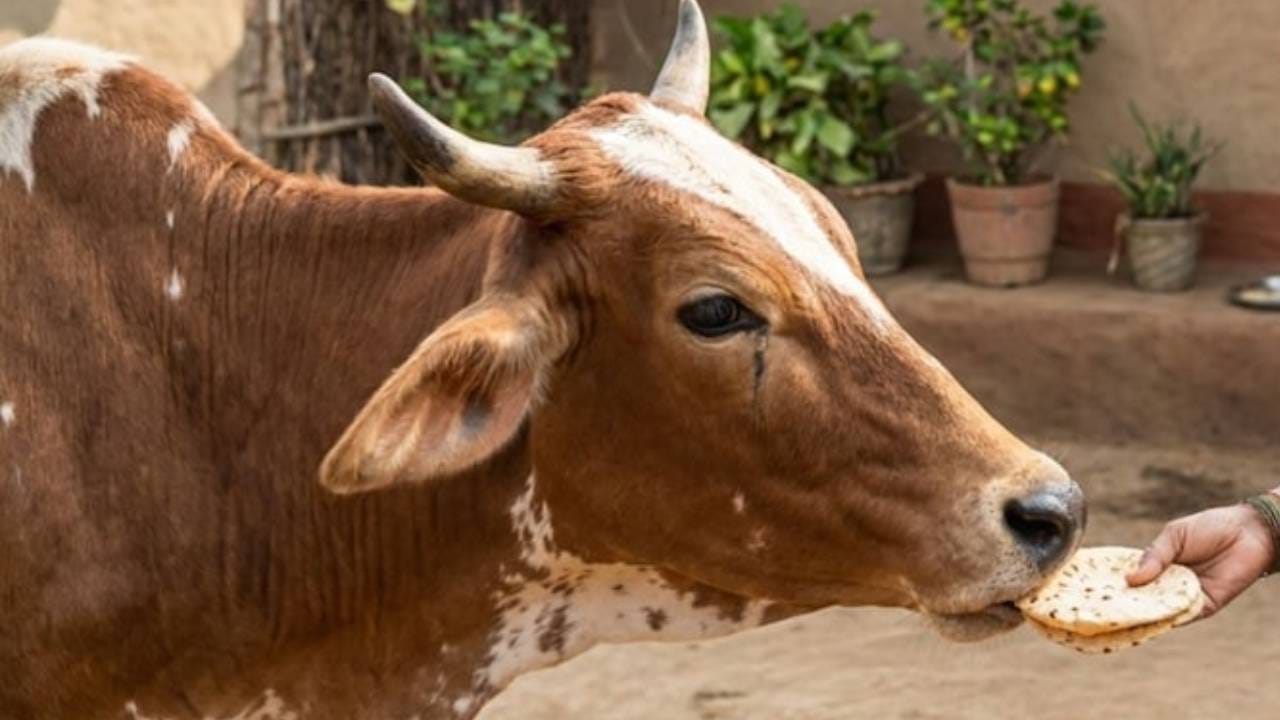 गाईला पहिली भाकरी खाऊ घालण्याचे नेमके महत्त्व, सुख-समृद्धी... काय सांगते ज्योतिषशास्त्र? गाईला पहिली भाकरी खाऊ घालण्याचे नेमके महत्त्व, सुख-समृद्धी... काय सांगते ज्योतिषशास्त्र?