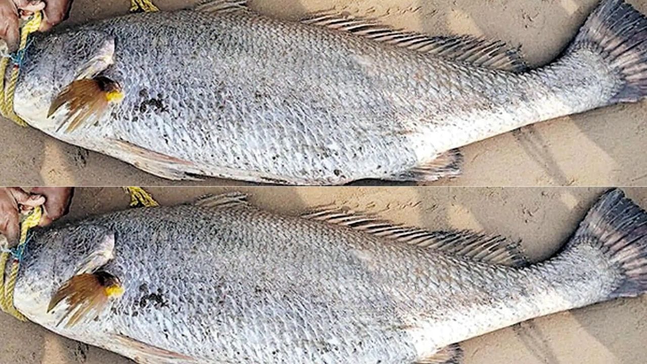 या माशामुळे आंध्र प्रदेशातील एक मच्छिमार चांगलाच मालामाल झालाय. आंध्र प्रदेशच्या डॉ. बाबासाहेब आंबेडकर कोनासीमा जिल्ह्यातील मच्छिमाराला चक्क 24 किलोग्रॅमचा एक दुर्मिळ मासा जाळ्यात सापडला. या माशाचा लिलाव केल्यानंतर मच्छिमाराला तब्बल 8000 रुपये मिळाले. नरसापुरमच्या व्यापाऱ्याने हा मासा खरेदी केला.