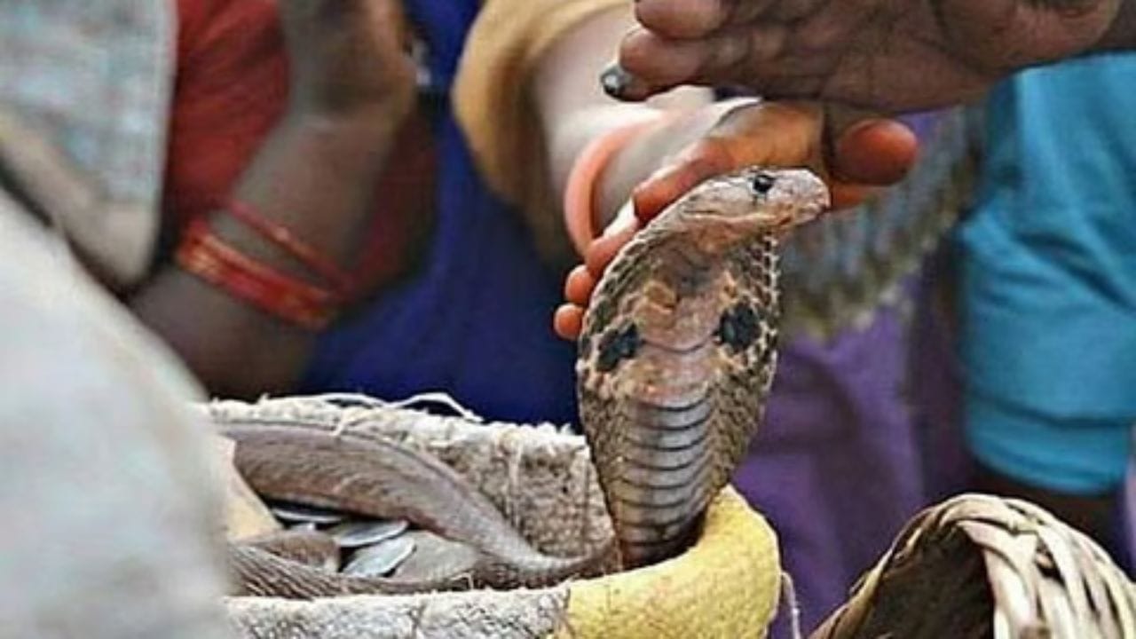 नागपंचमी आणि महाशिवरात्रीला विशेष महत्त्व :या सणांच्या दिवशी या गावात मोठा उत्सव असतो.100 वर्षे जुने नाग येथे मोठ्या प्रमाणात आढळतात. नागपंचमी आणि महाशिवरात्रीला भगवान शंकराचे रूप मानून येथे सापांना पुजले जाते.
