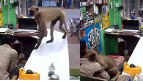 Viral Video :  माकड आलं, थेट मिठी मारली दुकानादाराला दिलेल्या 'जादूच्या झप्पीची' सोशल मीडियावर चर्चा