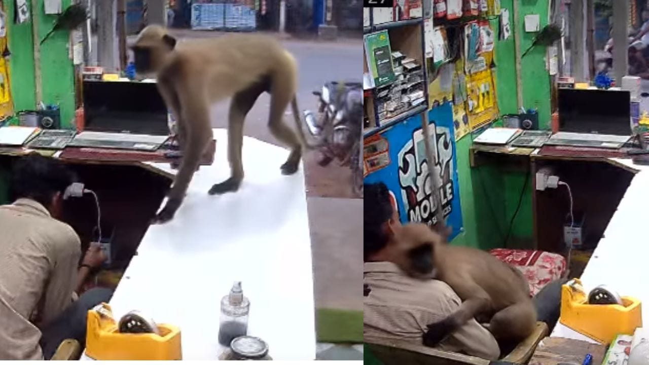 Viral Video : माकड आलं, थेट मिठी मारली दुकानादाराला दिलेल्या 'जादूच्या झप्पीची' सोशल मीडियावर चर्चा Viral Video : माकड आलं, थेट मिठी मारली दुकानादाराला दिलेल्या 'जादूच्या झप्पीची' सोशल मीडियावर चर्चा
