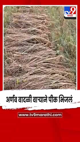 गोंदिया धान संकट: अर्णब वादळी वाऱ्याने पीक भिजले, शेतकऱ्यांची  मदतीची मागणी