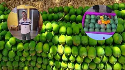 सिंधुदुर्गातून हापूस आंब्याची पहिली पेटी वाशी मार्केटला रवाना,दर किती?.