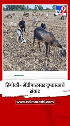 हिंगोली- मेंढीपाळावर दुष्काळाचे संकट-1780590