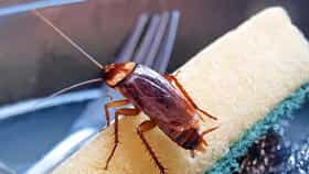 Cockroach Control Tips : ही चार झाडं म्हणजे झुरळांचा कर्दनकाळ, घरातून लगेच जातील पळून, चौथ्या झाडाचे पान तर नंबर 1 चा शत्रू!