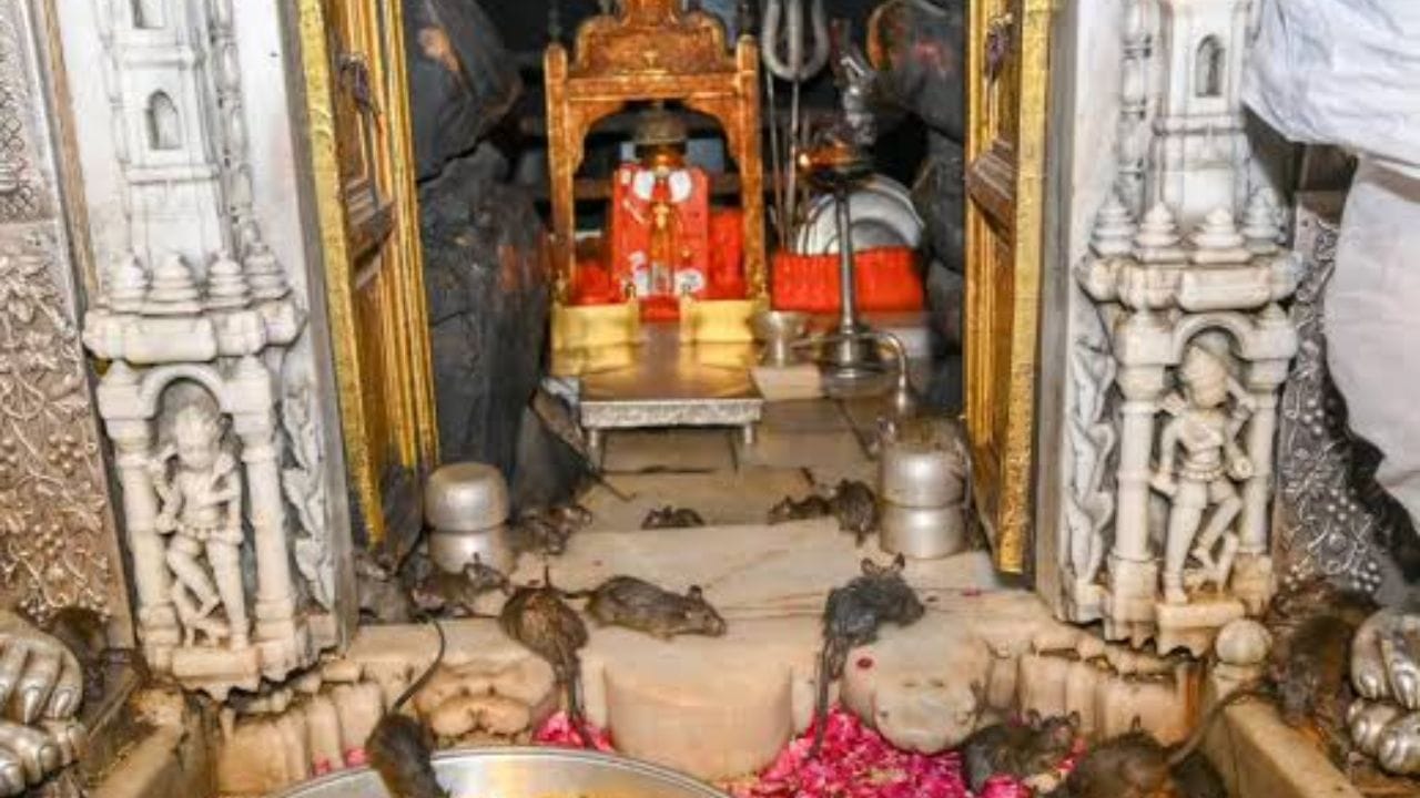 दोनदा मोठी जत्रा भरतात : करणी माता मंदिरात वर्षातून दोनदा मोठी जत्रा भरते.चैत्र आणि आश्विन नवरात्राच्या काळात होणाऱ्या या यात्रेला  मोठ्या संख्येने भाविक येतात. 