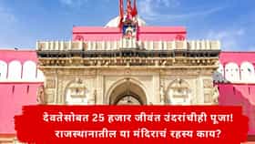राजस्थानातील या मंदिरात चक्क 25 हजार उंदरांची पूजा का केली जाते ? जाणून घ्या या मंदिराची रहस्यमय कथा